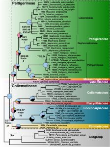 Phylogenetic tree of Peltigerales